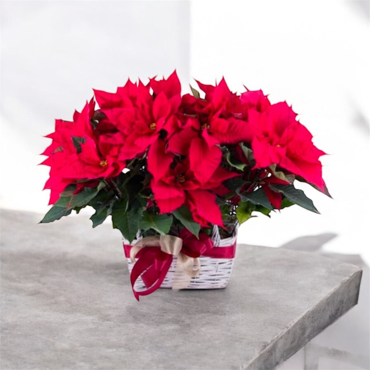Basket with 2 Poinsettias