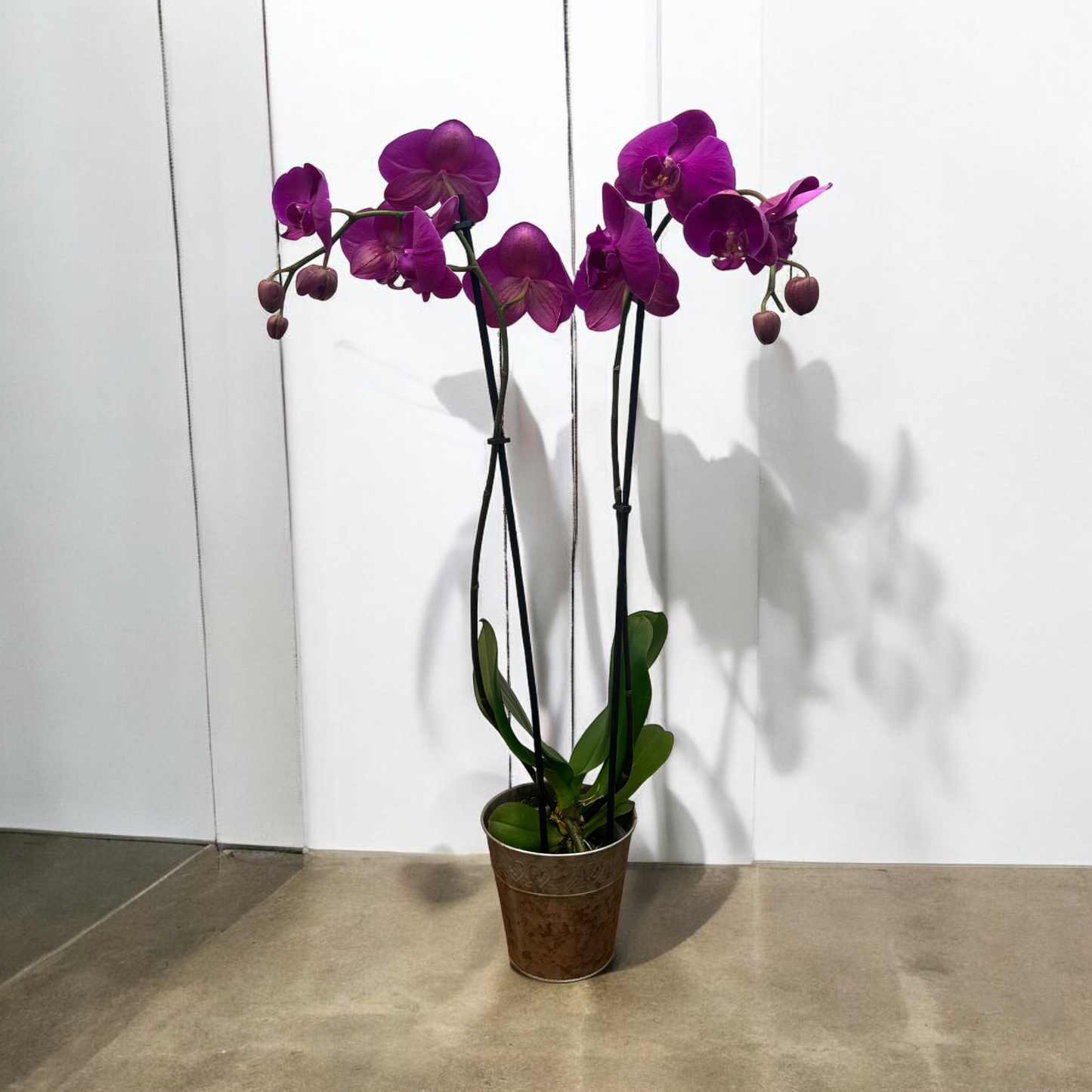 Phalaenopsis Colorida