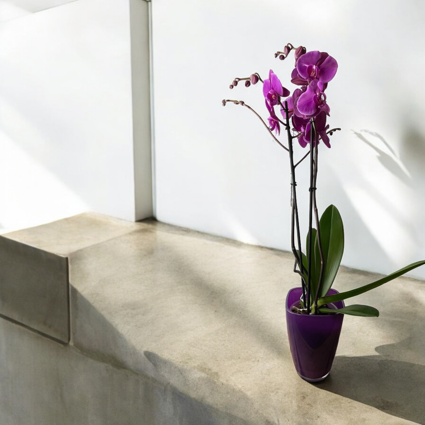 Phalaenopsis Colorida