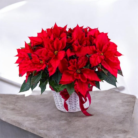 Basket with 4 Poinsettias