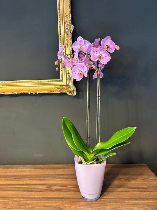 Phalaenopsis Colorida