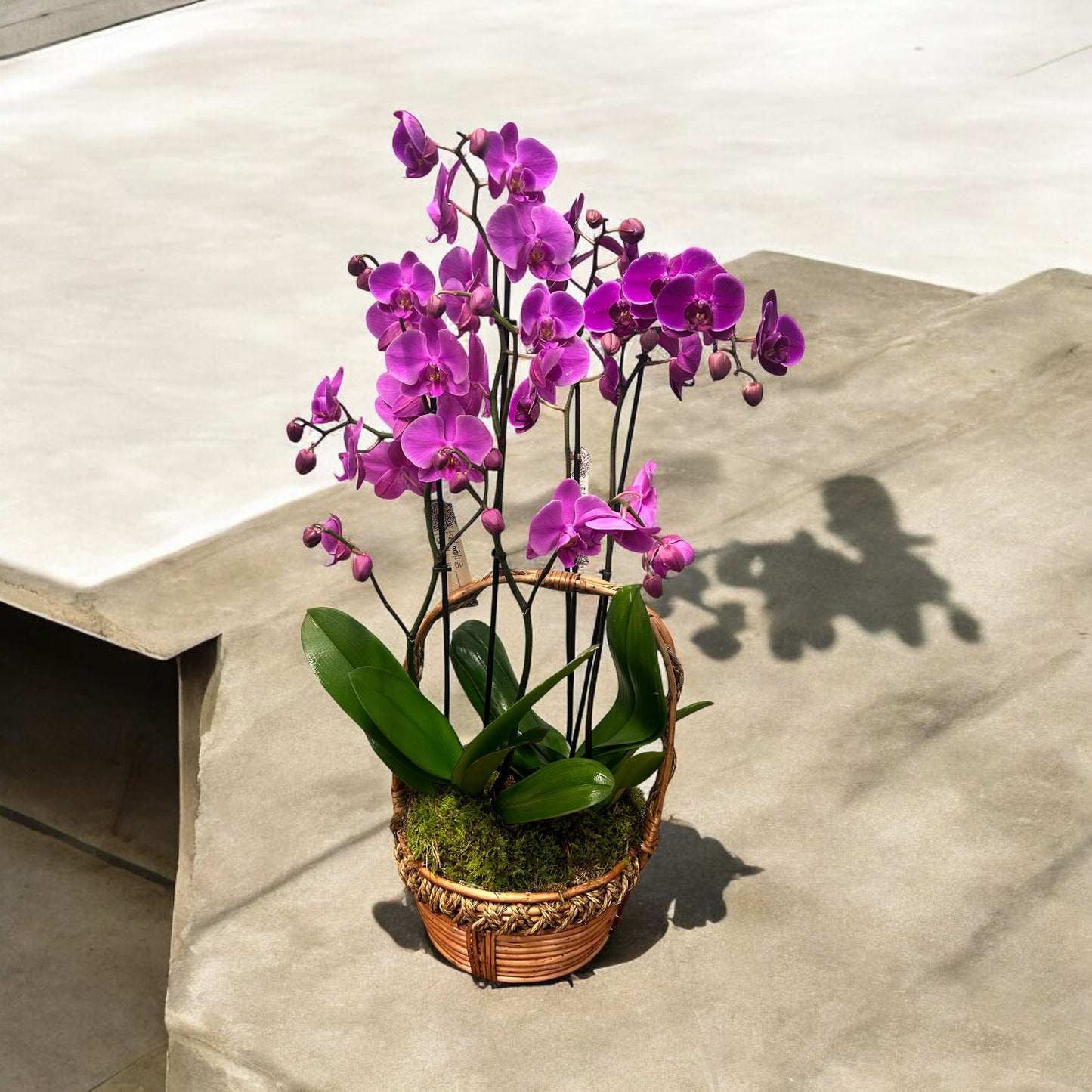 Centro de orquídeas Colorido