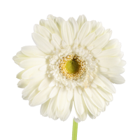 Tipo de Flor Adicional para Ramo de Novia