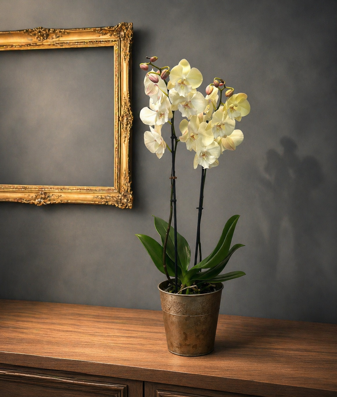 Phalaenopsis Blanca