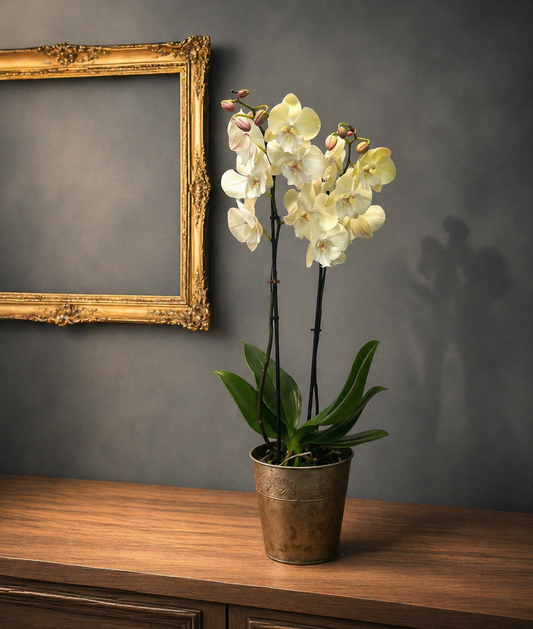 Phalaenopsis Blanca