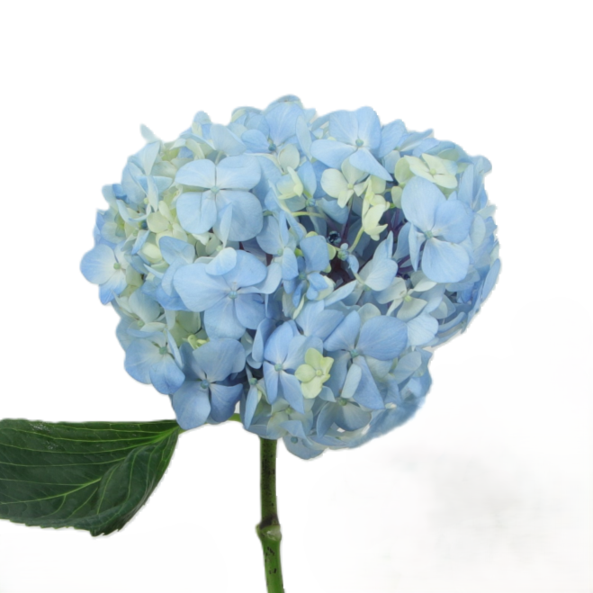 Tipo de Flor Adicional para Ramo de Novia