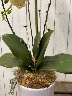 Orquidea artificial