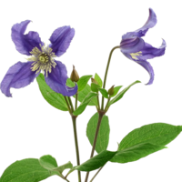 Tipo de Flor Adicional para Ramo de Novia