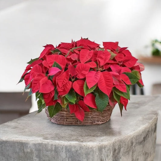 Basket with 2 Poinsettias