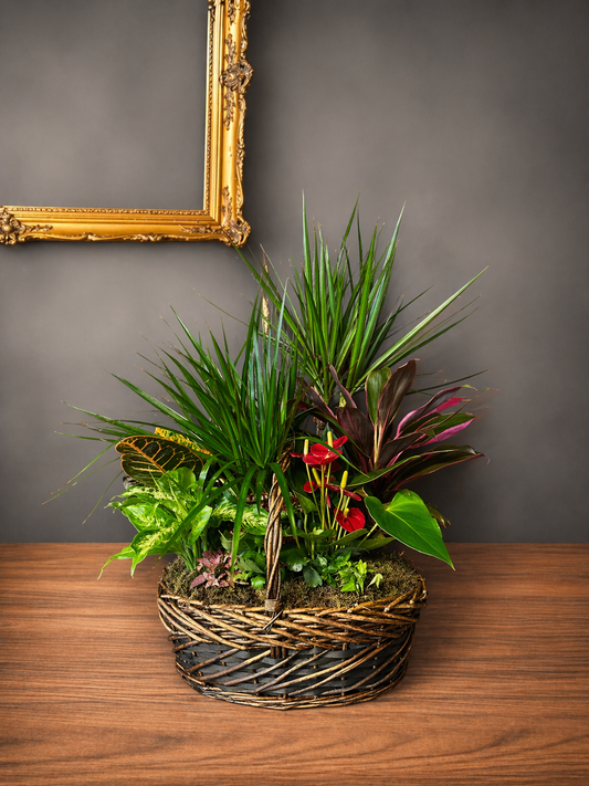 Cesta Grande de Plantas