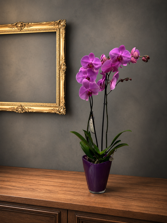 Phalaenopsis Colorida