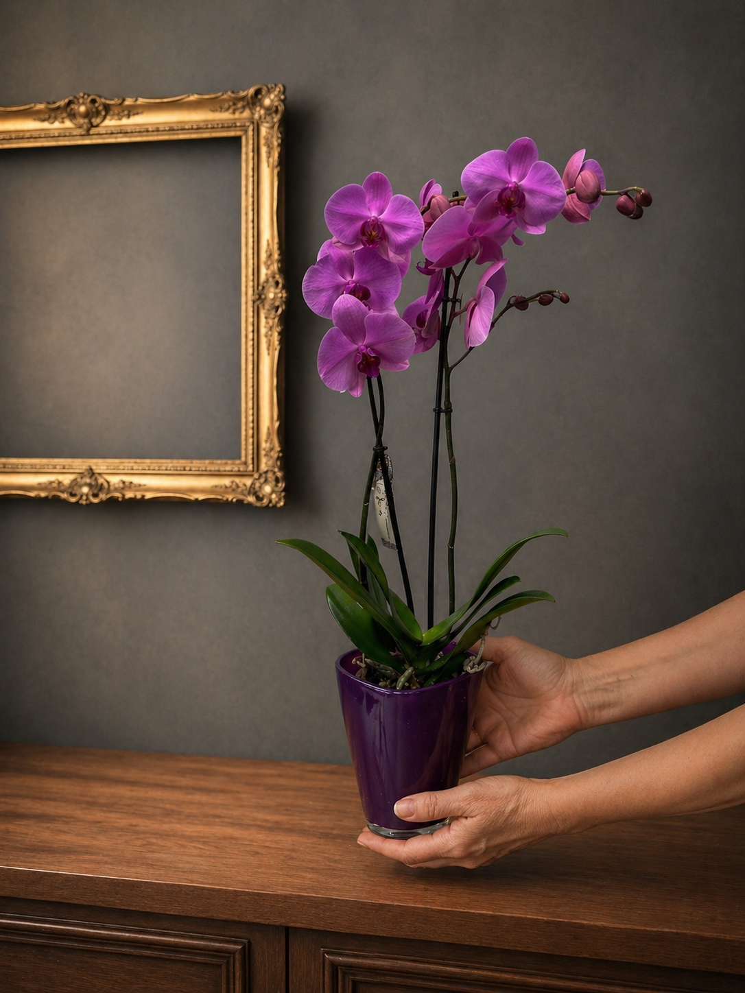 Phalaenopsis Colorida
