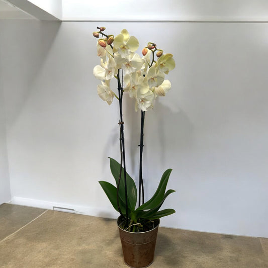 White Phalaenopsis