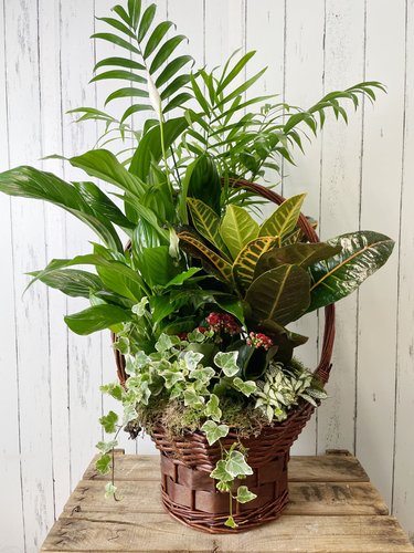 Medium Plant Basket