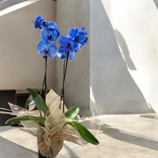 Rare blue orchid