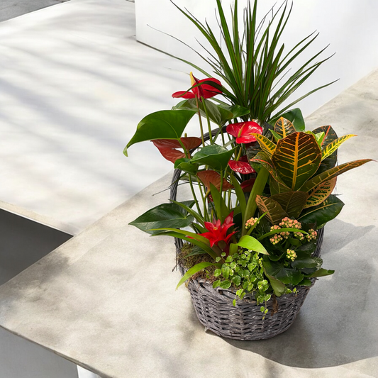 Large Plant Basket