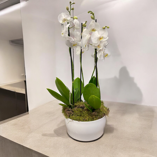 White orchid centerpiece