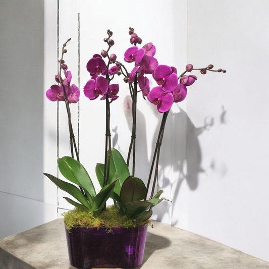 Colorful Orchid Center
