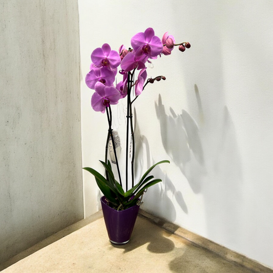 Phalaenopsis Colorida