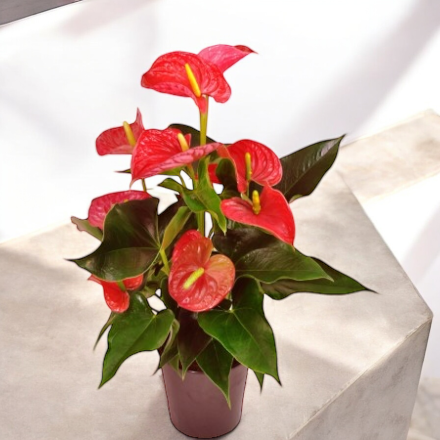 Anthurium