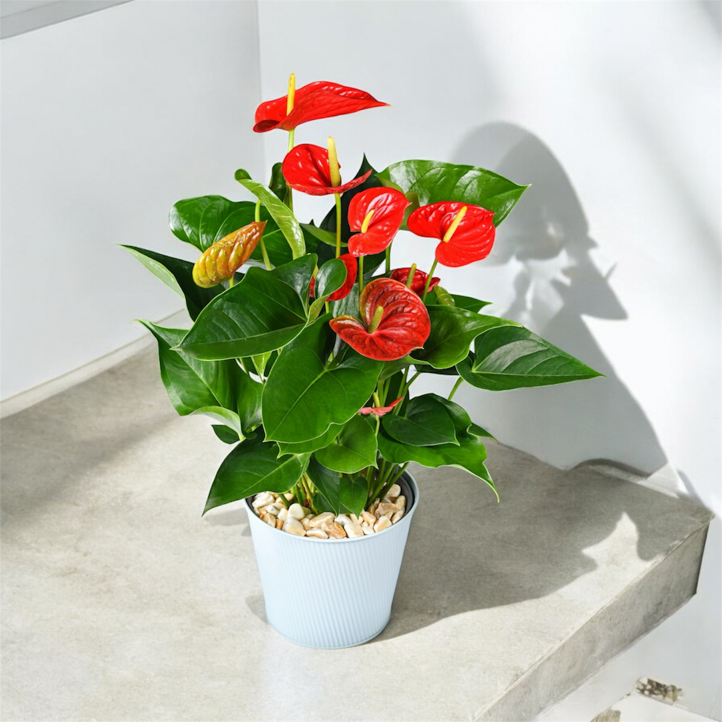 Anthurium