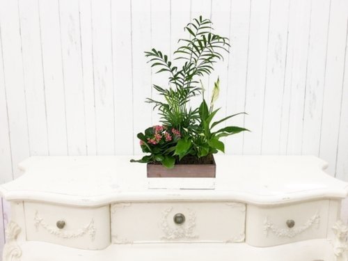 Small Wooden Plant Box